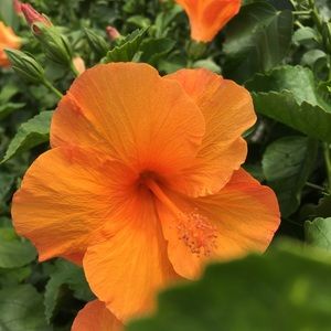 Meet your Posher, Alicia